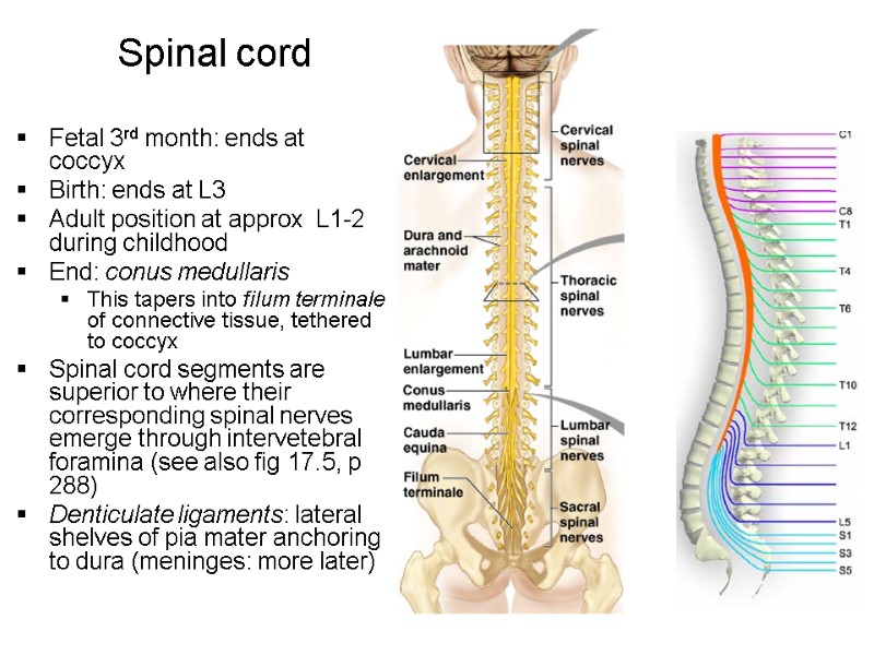 Fetal 3rd month: ends at coccyx Birth: ends at L3 Adult position at approx